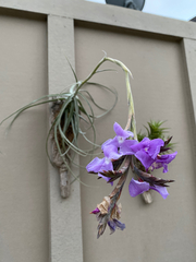 Tillandsia streptocarpa