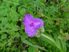 Tradescantia ernestiana