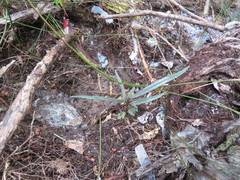 Pseudopanax crassifolius