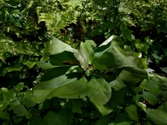Trillium albidum