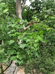 (c) Vikas D Prasad, some rights reserved (CC BY-SA) Gyrocarpus americanus, photograph (c) Vikas D Prasad, some rights reserved (CC BY-SA)
