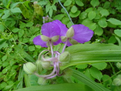 Tradescantia ernestiana