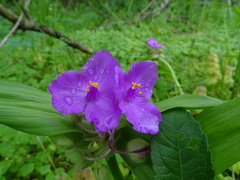 Tradescantia ernestiana