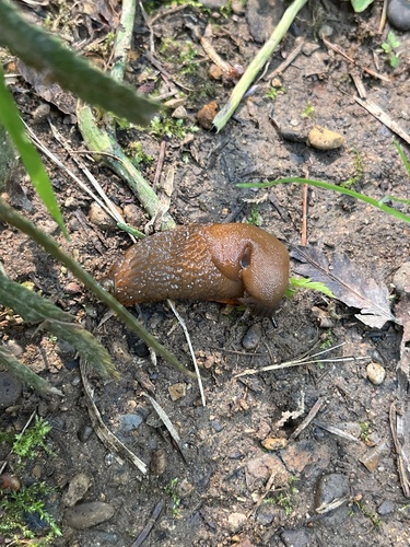 Black Slug