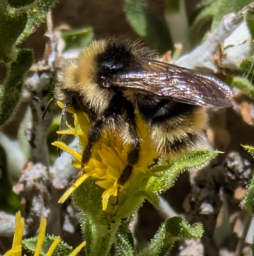 iNaturalist observation photo of Bumble Bees