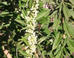 Augochloropsis tupacamaru