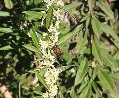 Augochloropsis tupacamaru