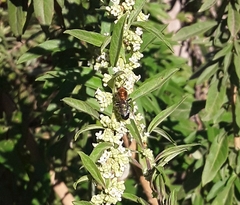 Augochloropsis tupacamaru