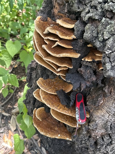 Hongo de repisa (Ganoderma sessile)