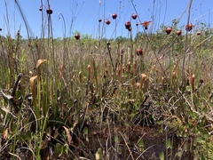 Sarracenia rubra