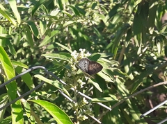 Leptotes cassius cassius