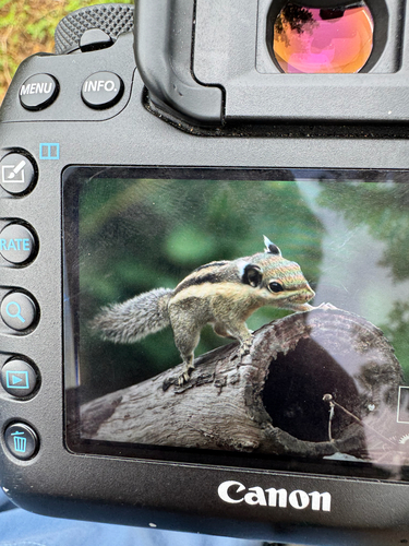 Himalayan Striped Squirrel