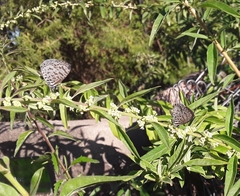 Leptotes cassius cassius