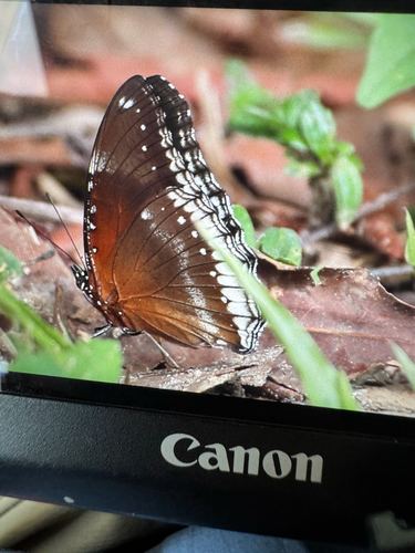 Great Eggfly