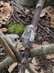 Hyla versicolor