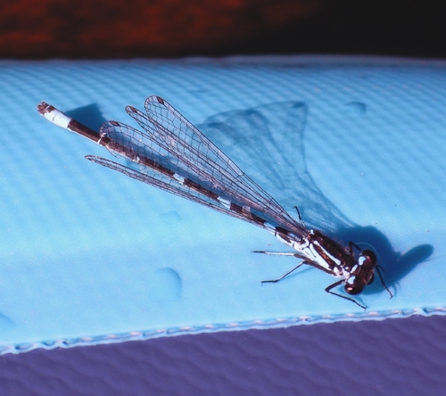 Variable Bluet