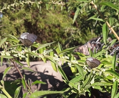 Leptotes cassius cassius