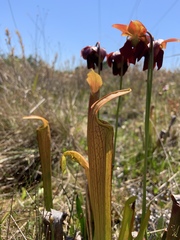 Sarracenia rubra