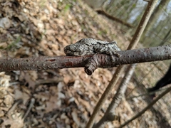 Hyla versicolor