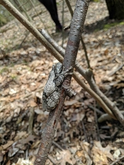 Hyla versicolor