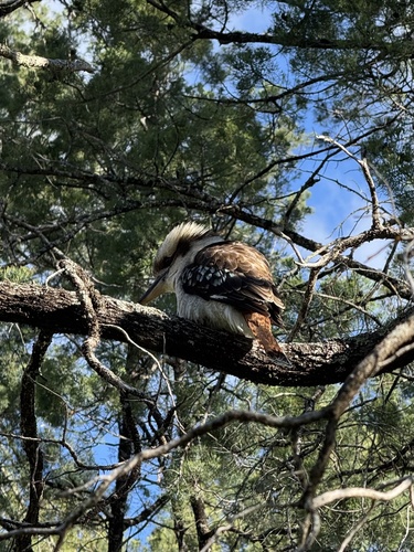 Laughing Kookaburra