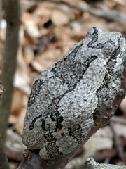 Hyla versicolor