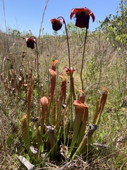 Sarracenia rubra