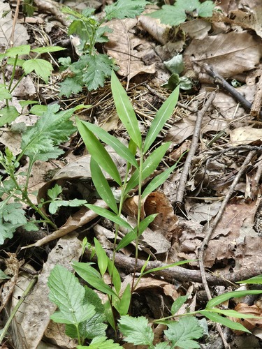 Microstegium japonicum observed 2026-08-01