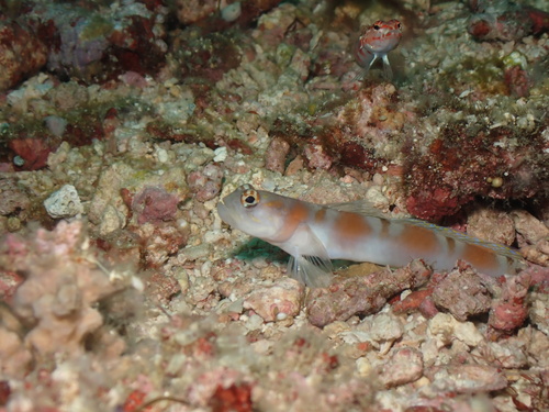 Amblyeleotris yanoi observed 2026-08-04