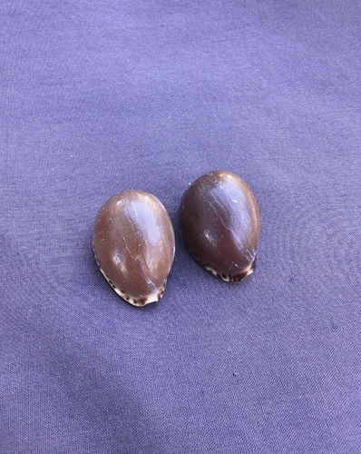 Cypraea angustata observed 2026-08-03