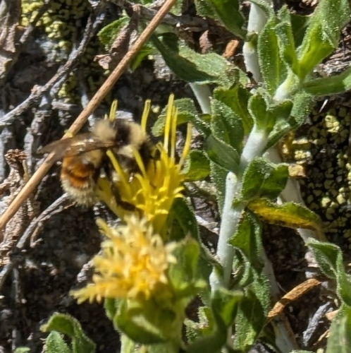 iNaturalist observation photo of Forest Bumble Bee