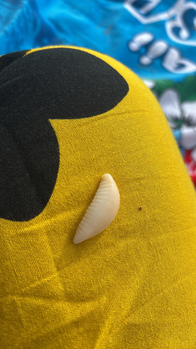 Monetaria caputserpentis observed 2026-07-18