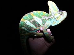 Chamaeleo calyptratus