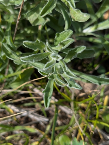 Vittadinia gracilis observed 2026-08-04