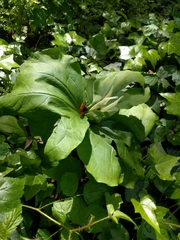 Trillium albidum