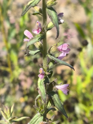 Red Odontites