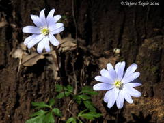 Anemonoides apennina