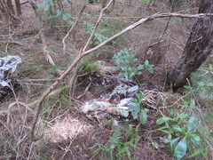 Pseudopanax crassifolius