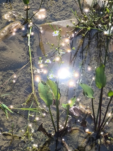 European Water-plantain