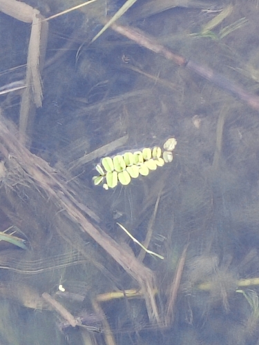 floating fern