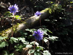 Anemonoides apennina