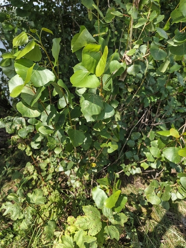 Black Poplar