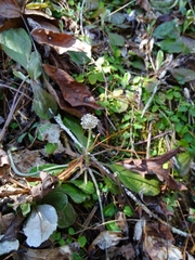 Antennaria solitaria