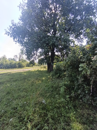 English oak