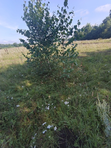 silver birch