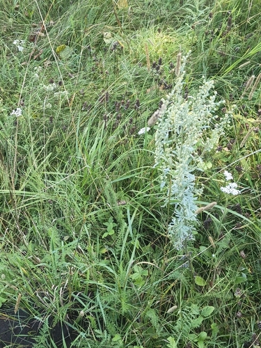 absinthe wormwood