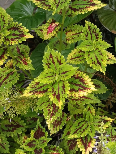 Coleus