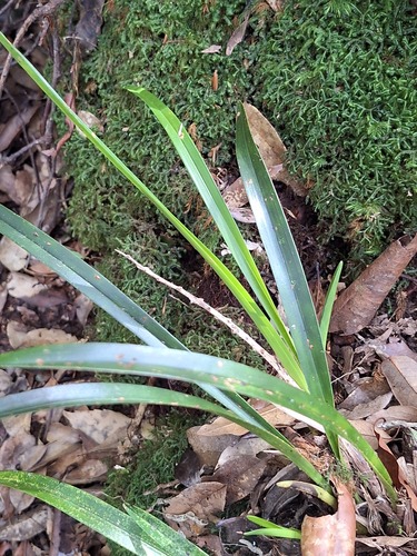 Cymbidium floribundum observed 2026-08-02