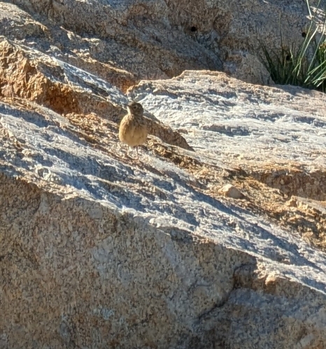 iNaturalist observation photo of American Pipit
