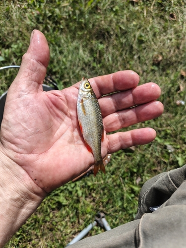Common Rudd